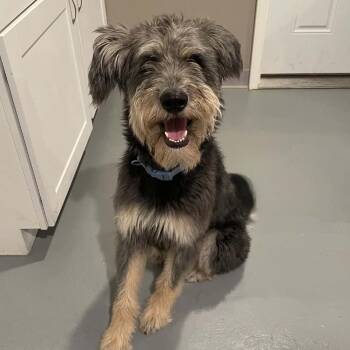 Buddy Boy -  Giant Schnauzer Dog for Adoption in Chanute, Kansas - Buddy Boy | PetCurious