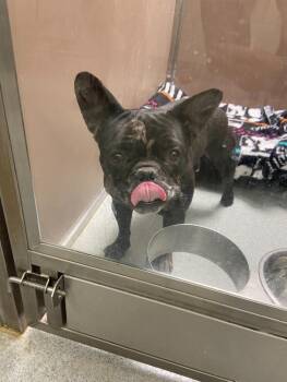 French Bulldog Dogs Available for Adoption in Teterboro, New Jersey - Pierre | PetCurious