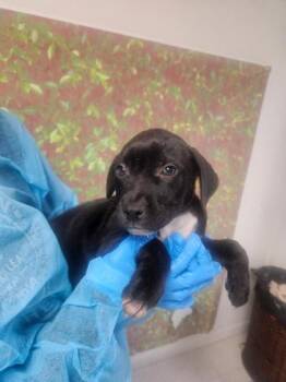 American Staffordshire Terrier and Mixed Breed Dogs Available for Adoption in San Antonio, Texas - Manny | PetCurious