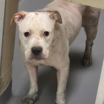 Rescue Mixed Breed Dogs for Adoption in Columbus, Georgia - 11/1/2025-Stray-ForestSideDrive(2) | PetCurious