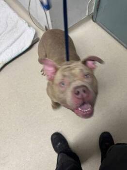 Pit Bull Terrier Dogs Available for Adoption - Loaded Potato | PetCurious