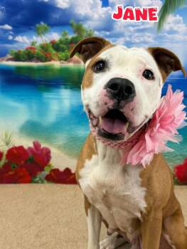 Jane -  Mixed Breed Dog for Adoption in Flint, Michigan - Jane | PetCurious