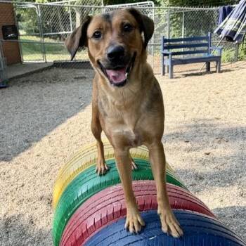 Freya -  Hound and Mixed Breed Dog for Adoption in Dayton, Ohio - Freya | PetCurious