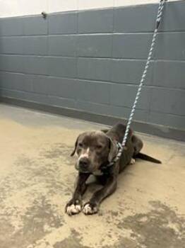 BABY GIRL -  American Staffordshire Terrier and Mixed Breed Dog for Adoption in Tallahassee, Florida - BABY GIRL | PetCurious