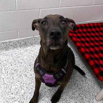 Terrier Dogs Available for Adoption in Fort Wayne, Indiana - Olive | PetCurious