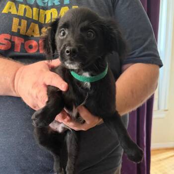 Two Fish -  Chihuahua and Miniature Poodle Dog for Adoption in Partlow, Virginia - Two Fish | PetCurious