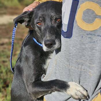 Midnight -  Labrador Retriever Dog for Adoption in Fort Payne, Alabama - Midnight | PetCurious