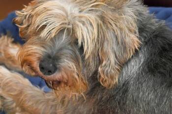 Schnauzer and Mixed Breed Dogs Available for Adoption in Fort Lauderdale, Florida - MAX | PetCurious