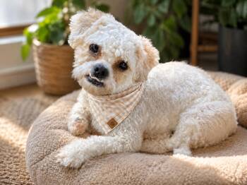 Shih Poo and Miniature Poodle Dogs Available for Adoption in Phoenix, Arizona - Milo | PetCurious