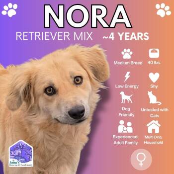 Nora -  Mixed Breed and Golden Retriever Dog for Adoption in Aurora, Ontario - Nora | PetCurious