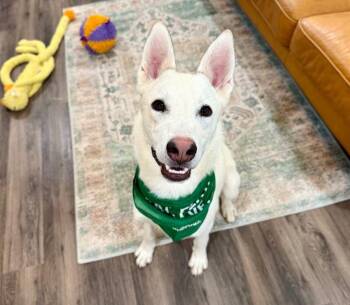 Husky and German Shepherd Dog Dogs Available for Adoption in Friendswood, Texas - Sid Smitty Guaranteed To Leave You Smitten | PetCurious