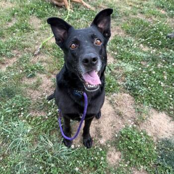 Commander Cluster -  Shepherd and Mixed Breed Dog for Adoption in Madisonville, Tennessee - Commander Cluster | PetCurious