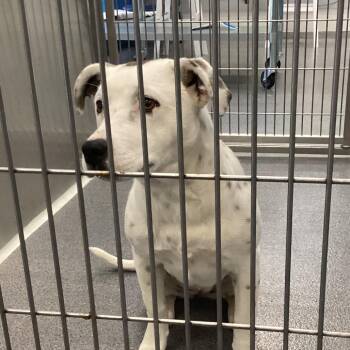 Terrier and Mixed Breed Dogs Available for Adoption - Cookie Cream | PetCurious