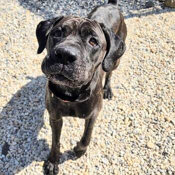 Cane Corso Dogs Available for Adoption in Stafford Township, New Jersey - Kaiya  | PetCurious