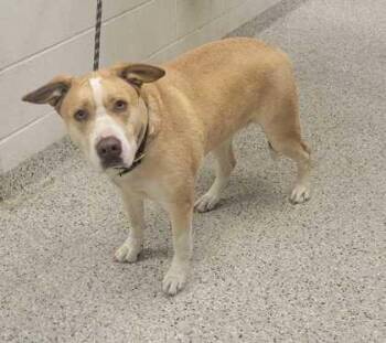 Oakley Renee -  Mixed Breed Dog for Adoption in Kansas City, Missouri - Oakley Renee | PetCurious
