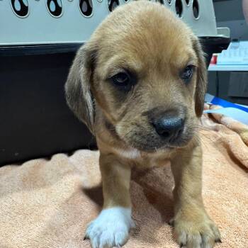 Mixed Breed Dogs Available for Adoption - Mundungus | PetCurious