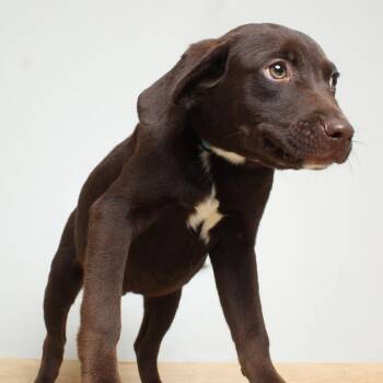 Labrador Retriever Dogs Available for Adoption in Minnetonka, Minnesota - Finn D69253 | PetCurious