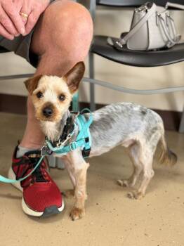 Levi -  Yorkshire Terrier Dog for Adoption in Mundelein, Illinois - Levi | PetCurious