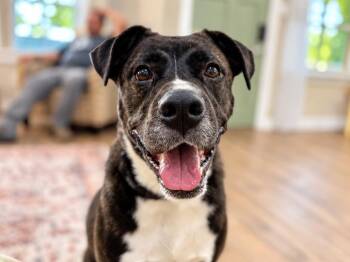 Rocco Good Company -  Black Mouth Cur and Staffordshire Bull Terrier Dog for Adoption in Friendswood, Texas - Rocco Good Company | PetCurious