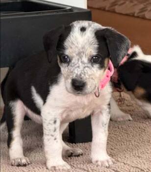 Witch -  Mixed Breed Dog for Adoption in Eutawville, South Carolina - Witch | PetCurious
