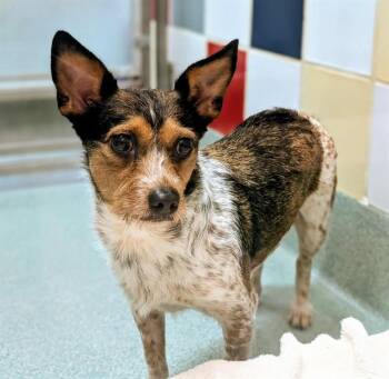 Dottie A219871 -  Chihuahua Dog for Adoption in Plano, Texas - Dottie A219871 | PetCurious