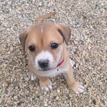 Rescue Plott Hound Dogs for Adoption in Austin, Texas - Kendra JuM | PetCurious