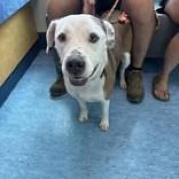 Rescue Mixed Breed Dogs for Adoption in Charleston, South Carolina - Winter | PetCurious