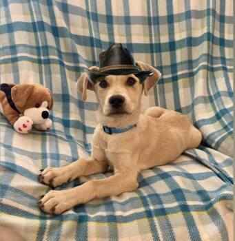 Labrador Retriever and Shepherd Dogs Available for Adoption in Corona, California - Arthur | PetCurious