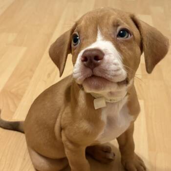 Copper* -  Pit Bull Terrier Dog for Adoption in San Gabriel, California - Copper* | PetCurious