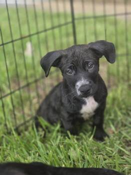 Lynn -  Labrador Retriever Dog for Adoption in Sanford, Florida - Lynn | PetCurious