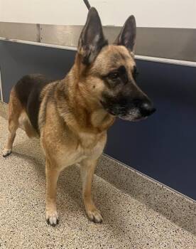 ELSA -  German Shepherd Dog Dog for Adoption in Doral, Florida - ELSA | PetCurious