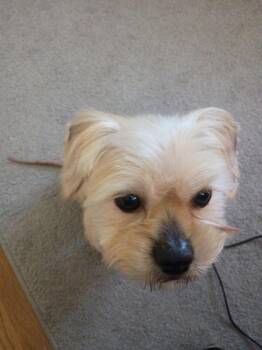 Shih Tzu Dogs Available for Adoption - Alfred | PetCurious