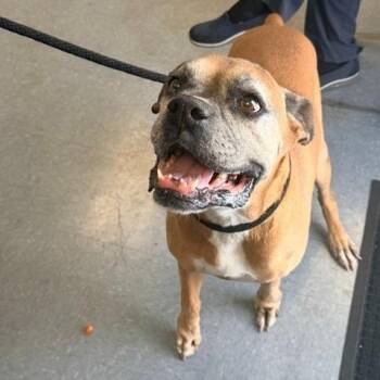 Dexter -  Boxer Dog for Adoption in Hawthorne, California - Dexter | PetCurious