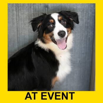 Twix (MY26-26) -  Australian Shepherd Dog for Adoption in Peyton, Colorado - Twix (MY26-26) | PetCurious
