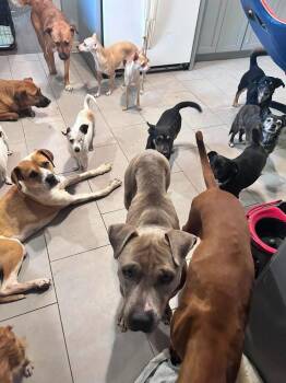Gorden Goten -  Foxhound and Terrier Dog for Adoption in Saugus, Massachusetts - Gorden Goten | PetCurious