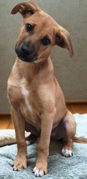 Labrador Retriever and Black Mouth Cur Dogs Available for Adoption in Cottonwood, Arizona - Winks | PetCurious