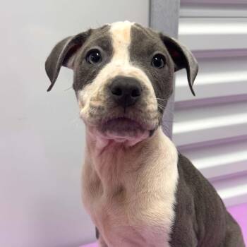 Quack -  Pit Bull Terrier and American Staffordshire Terrier Dog for Adoption in Bryan, Texas - Quack | PetCurious