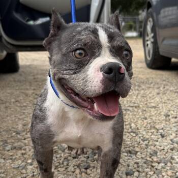 Rolodex -  American Bully Dog for Adoption in Columbia, South Carolina - Rolodex | PetCurious