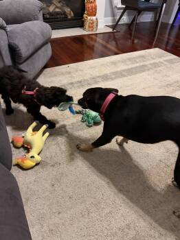 Koko -  Schnauzer and Poodle Dog for Adoption in Holly Springs, North Carolina - Koko | PetCurious