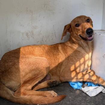 Mercedes -  Mixed Breed Dog for Adoption in Pine Bluff, Arkansas - Mercedes | PetCurious