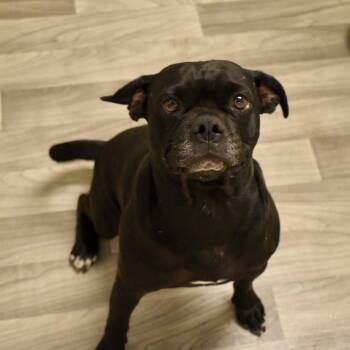 ZEUS -  Pug Dog for Adoption in Graham, Washington - ZEUS | PetCurious