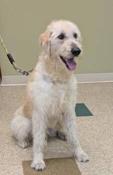Micha -  Labrador Retriever and Standard Poodle Dog for Adoption in Hastings, Nebraska - Micha | PetCurious