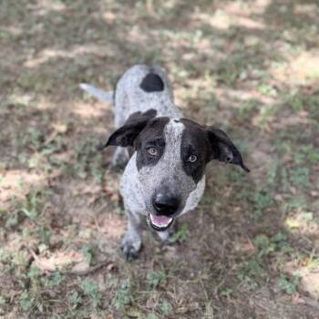 Clownery -  Australian Cattle Dog Blue Heeler and Basset Hound Dog for Adoption in Hardeeville, South Carolina - Clownery | PetCurious