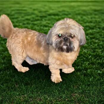 Shih Tzu Dogs Available for Adoption - Chewie | PetCurious