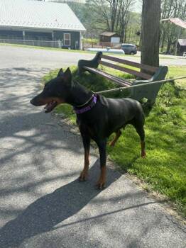 Doberman Pinscher Dogs Available for Adoption in Fleetwood, Pennsylvania - Zoey | PetCurious