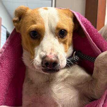 Mixed Breed Dogs Available for Adoption - Bano | PetCurious