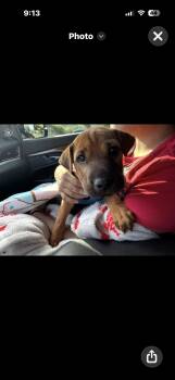 Shar Pei Dogs Available for Adoption in Hayward, California - Brixton  | PetCurious