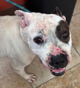 Riff Raff -  Mixed Breed Dog for Adoption in Cincinnati, Ohio - Riff Raff | PetCurious