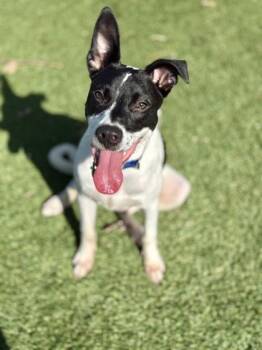 Magic - 2 -  Pointer and Mixed Breed Dog for Adoption in Daytona Beach, Florida - Magic - 2 | PetCurious