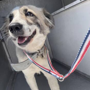 Shepherd and Mixed Breed Dogs Available for Adoption in Edinburg, Texas - Ginnie | PetCurious
